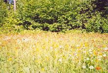 wild flowers 2002