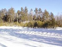 Trees I planted, esker used to go to top of hill