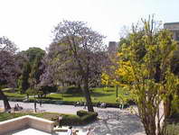 Pretty Tree near Palais de Chaillot 