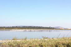 Flamigoes along canal
