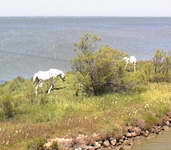 Wild horses