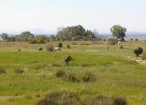 Wild horses