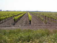 Grape vines