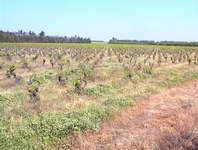 Grape vines