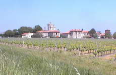 Grape vines