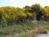 On way to Tavel