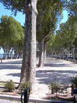 Tournon
