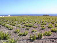 Vineyard