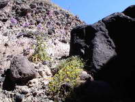 Volcanic debris