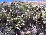 flowers and cactus