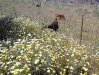 flowers and goat