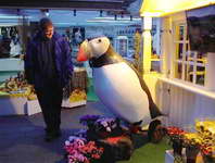 Puffin in greenhouse