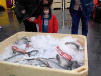 fish at Grindavik harbor