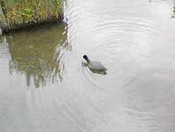 Parks - Coot