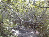 Cedar Meadow