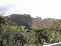 timber has been clear cut