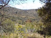 reforestation