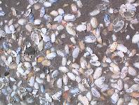 shore was covered with shells