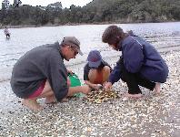 culling the clams