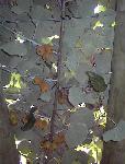 kiwis on a vine