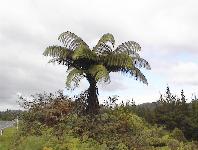 Tiktue Dickensonia (Silver Fern).