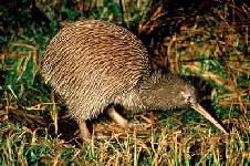 kiwi