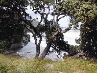 Pohutukawa trees