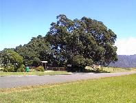 biggest Pohutukawa