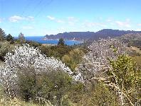 Waipiro Bay