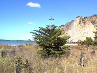 Tolaga Bay
