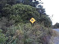 beware of kiwi