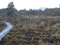 Whakapapanui walk