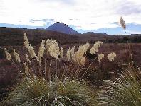 Mt Ngauruhoe