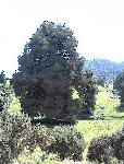Near Natural Bridge