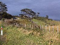 after Kawhia
