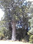Kauri Tree