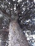 Kauri Tree