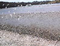 birds on the wing
