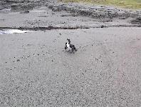 Goat Island