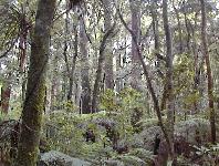 Trounson Kauri Park