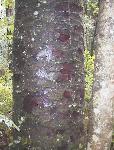 Trounson Kauri Park