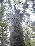 Trounson Kauri Park