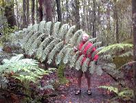 Trounson Kauri Park