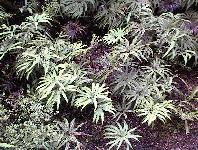 small plant