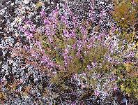 Heather in Tongariro